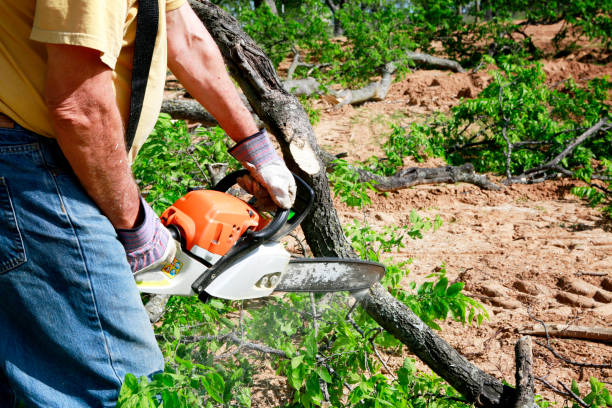 Reliable Rosanky, TX Tree Service Solutions